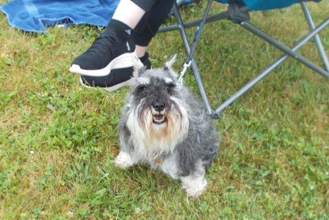 Schnauzer sitting on grass beside a person's legs in a chair.