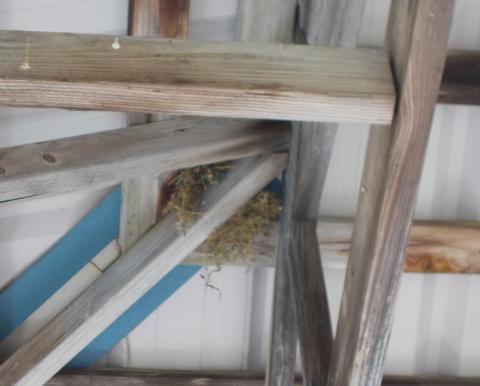 Wooden beams with a small nest tucked between them.