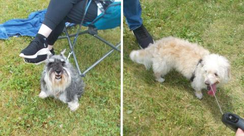 Two dogs on grass, one gray and the other light beige, sitting and standing respectively.