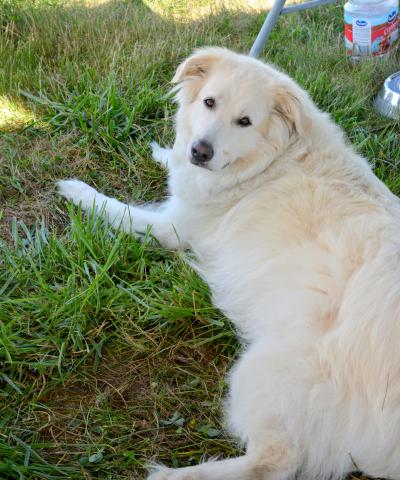 Carl Dodge's " Best Friend."